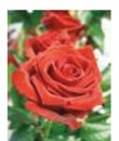 Engelsrose Carmen - 